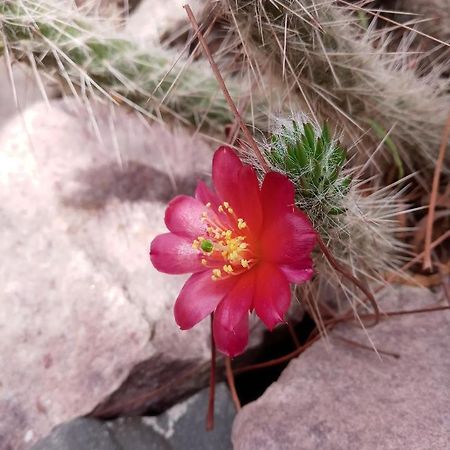 Cabana Flor De Cardon-Juella. Buitenkant foto