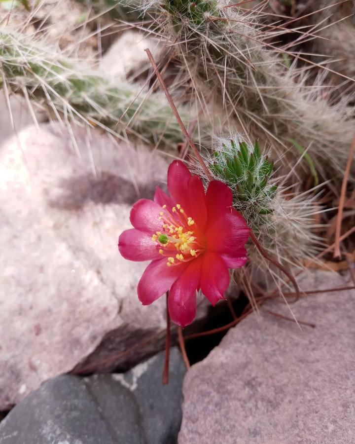 Cabana Flor De Cardon-Juella. Buitenkant foto